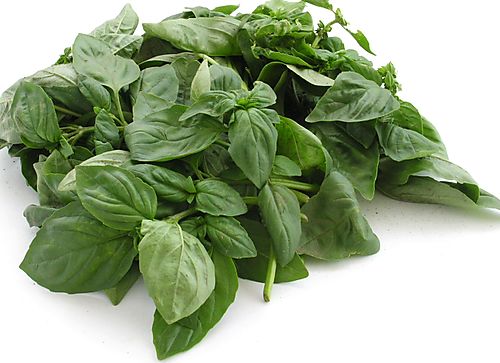 How To Store Fresh Basil